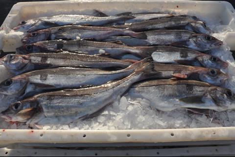 MSC certified Scottish North Sea haddock